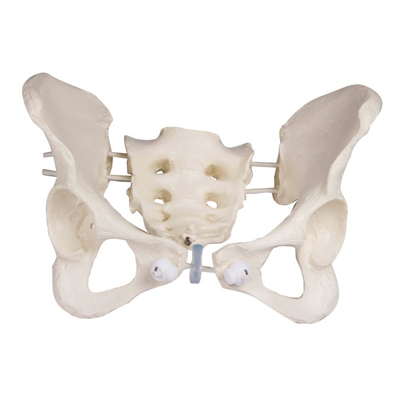 Flexible Female Pelvis with Sacrum Model | Health and Care